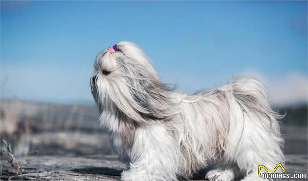 适合家养的小型犬！爱犬的你，可不要错过这7种哦