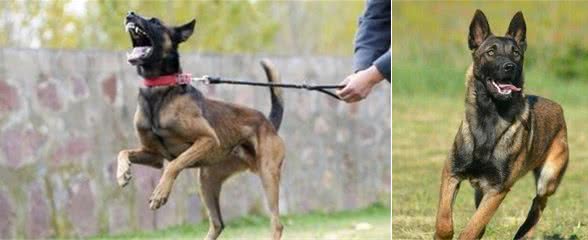 劝你不要养“马犬”，这几点，会让人感到崩溃！