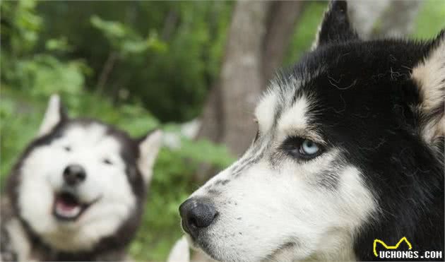 世界名犬—哈士奇（SiberianHusky）