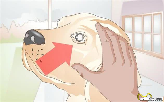 家有老年犬是福气，但犬龄大易患白内障，主人需留意