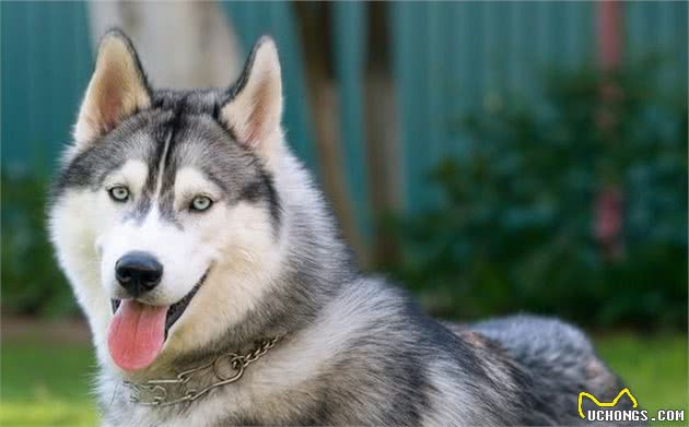 家有老年犬是福气，但犬龄大易患白内障，主人需留意