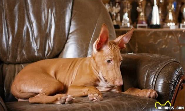 马耳他的国兽—法老王猎犬