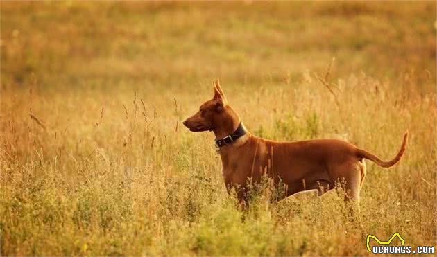 马耳他的国兽—法老王猎犬