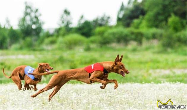 马耳他的国兽—法老王猎犬