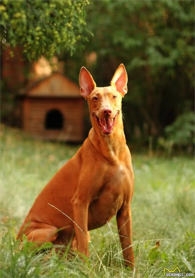 马耳他的国兽—法老王猎犬