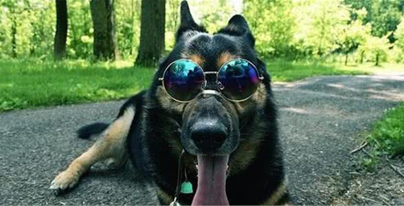 有这5个表现的狗狗,说明它是忠心犬,你没有白养