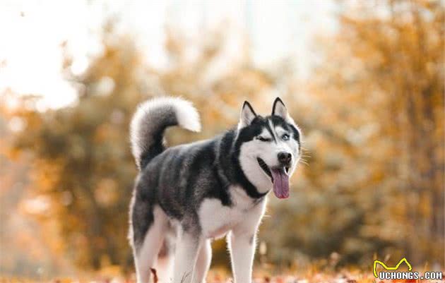 街上常见的宠物犬，价格都在这里