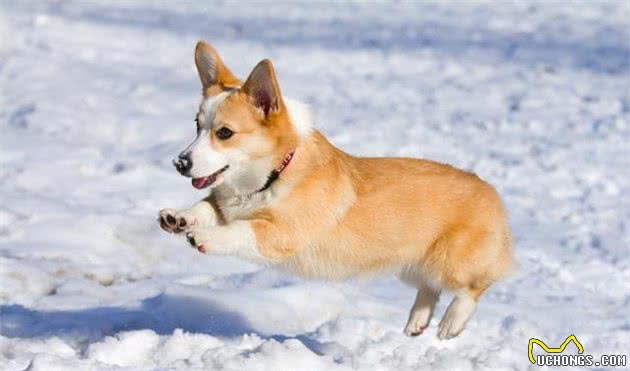 街上常见的宠物犬，价格都在这里