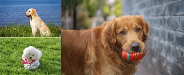 街上常见的宠物犬，价格都在这里