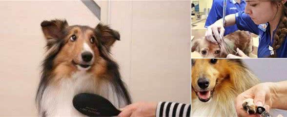 狗狗美容的方法技巧！在家也能给狗狗美容