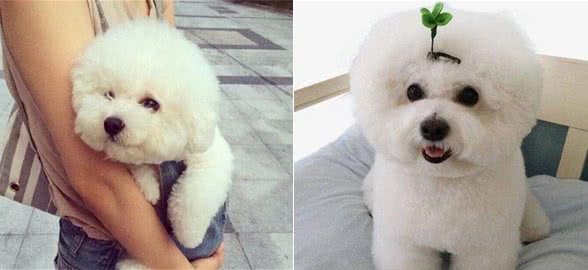 纯种“比熊犬”的6大特点，你家狗狗纯吗？