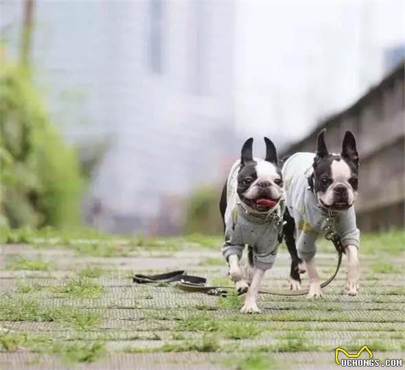 是波斯顿不是法斗犬，我的腿比它更长