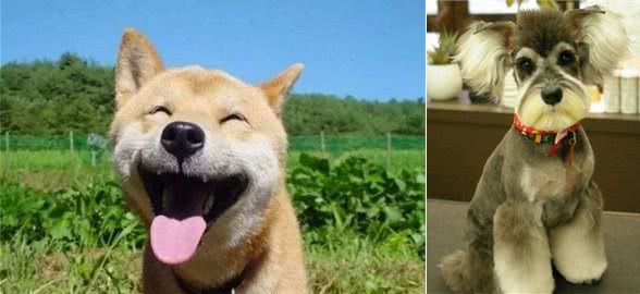 不同性格的人群适合养不同的狗狗，你的性格适合养哪一种狗狗？
