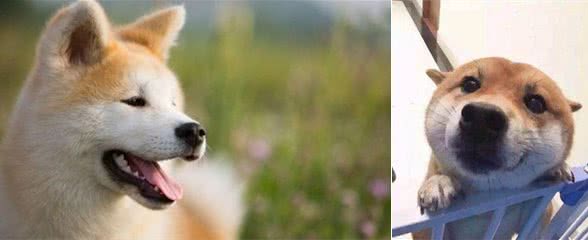 治愈系微笑的秋田犬，是否真的适合你