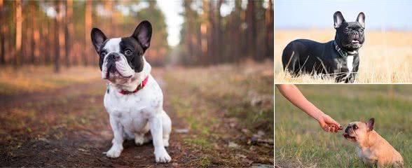 法国斗牛犬又贵又臭，怎么这么多人喜欢它呢？这几个才是理由