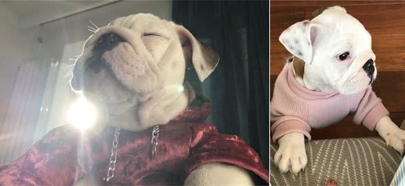 犬种介绍科普英国斗牛犬