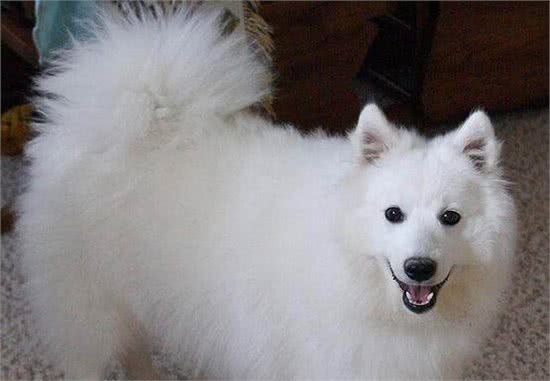 爱斯基摩犬饲养最好别只喂单一的食物