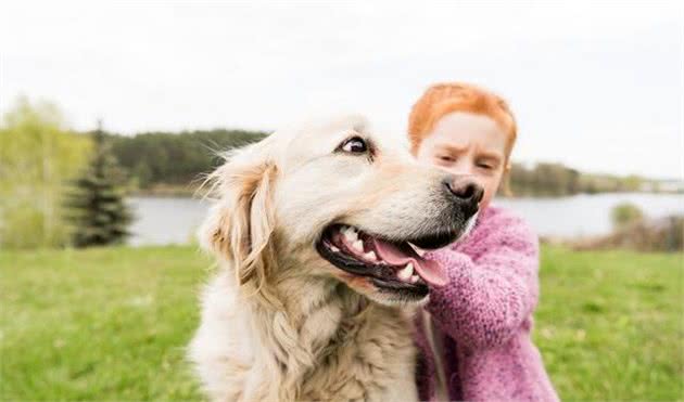 金毛犬的4大优点，难怪金毛犬如此受欢迎，你们喜欢这类狗狗吗？