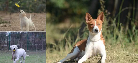 家庭养犬到底应当选公犬还是选母犬？