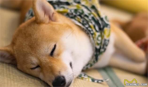 柴犬价格贵的“5个原因”，难怪很多人都选择养比熊犬