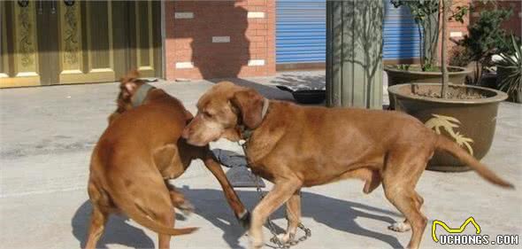 寻血猎犬打猎狗仔寻血猎犬打猎狗仔谁会得胜