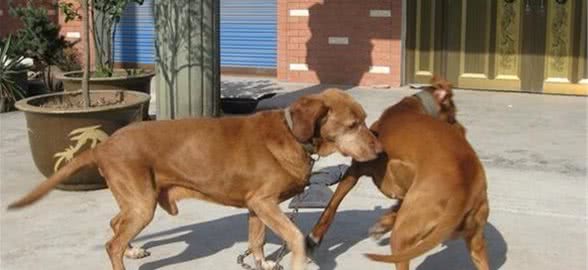 寻血猎犬打猎狗仔寻血猎犬打猎狗仔谁会得胜