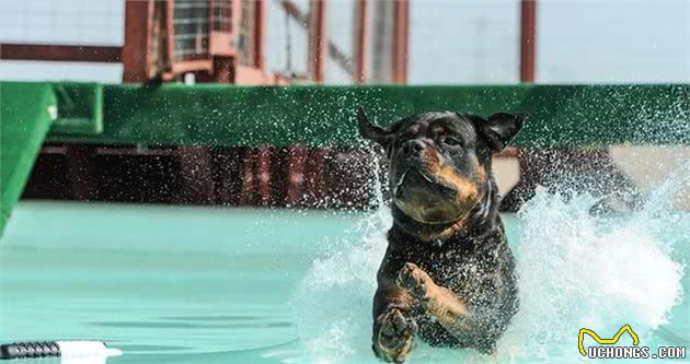 最重要的养犬知识：关于狗狗疫苗，这两点你首先要了解