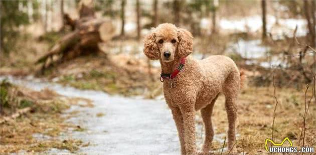 最重要的养犬知识：关于狗狗疫苗，这两点你首先要了解