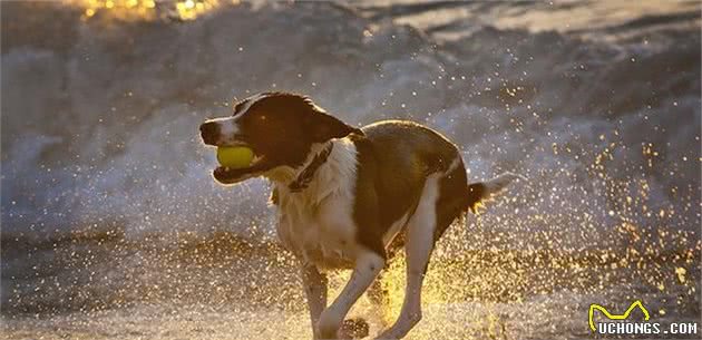 最重要的养犬知识：关于狗狗疫苗，这两点你首先要了解