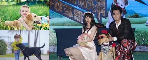不懂我的性格又怎么和我相处?致拉布拉多犬小主们