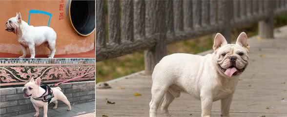 犬中暑不简单，中暑的危险性有多高，一个病例告诉你