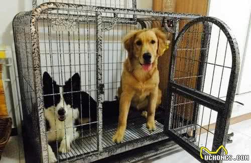 狗狗住笼子要比住狗窝好，原因有5个