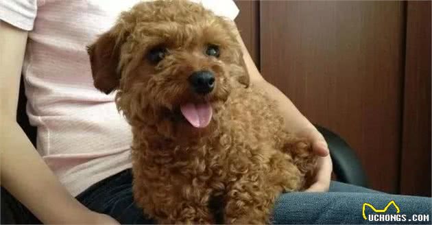 养犬知识：狗狗也会哭？要是你做了下面5件事，它们真的会流眼泪