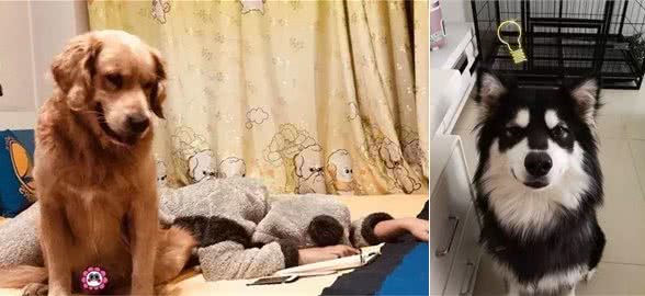 10个温暖又扎心的养狗日常，这说的不就是我和我家狗子吗？