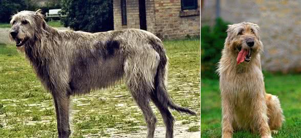 撞脸的犬中巨人—爱尔兰猎狼犬