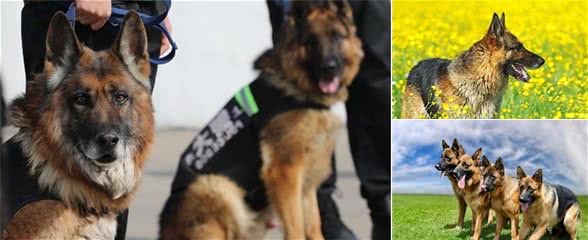 德国牧羊犬多少钱一只？影响价格的5大因素！