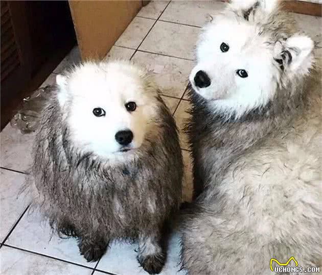 饲养萨摩耶犬之前，主人需要清楚5件事，对它有好处