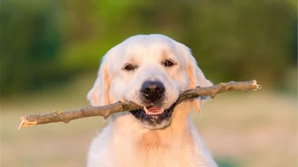 金毛犬好训练吗如何训练金毛犬
