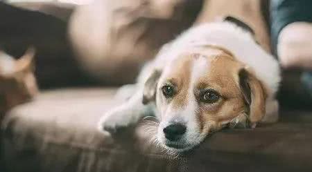 狗狗突然不爱吃饭怎么回事呀呀？