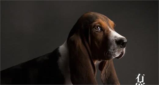 拿破仑的巴吉度猎犬拥有亲王待遇狗窝垫清代运来的丝绸