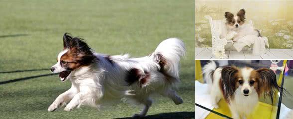 养蝴蝶犬有什么好处？5大好处，让你从此爱上它