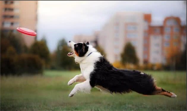 澳洲牧羊犬好养吗？智商比许多狗狗高得多，还没边牧犬那么爱吵爱闹