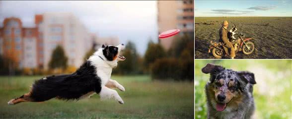 澳洲牧羊犬好养吗？智商比许多狗狗高得多，还没边牧犬那么爱吵爱闹