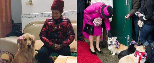 6种适合中老年人养的狗狗，性格温顺很懂事，送给长辈真是值了！