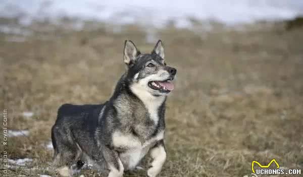 百科犬说之瑞典瓦赫德犬