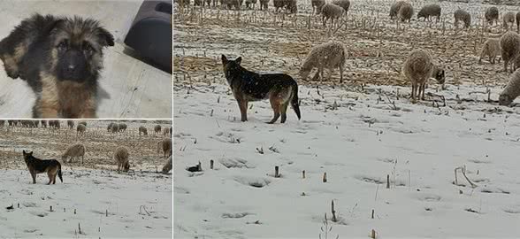 牧羊犬是放牧的好帮手，我们如何才能培养出得心应手的牧羊犬