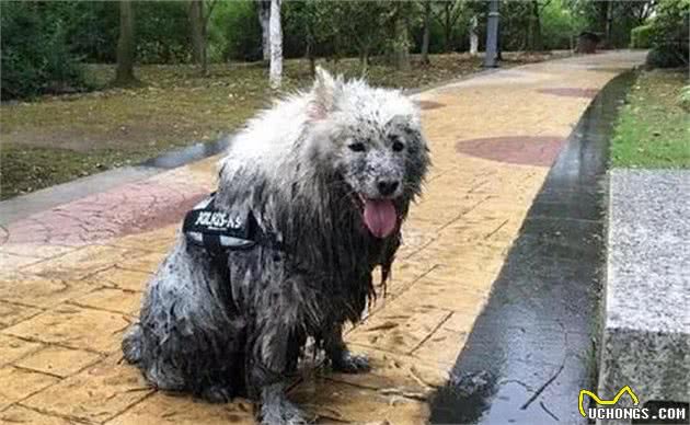 主人雨天遛狗，狗的抑郁症原来都是雨衣惹的祸：又心疼狗子又想笑