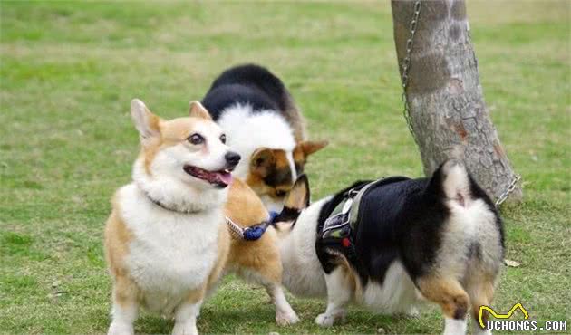 犬常见疾病症与应对措施十八：脱毛