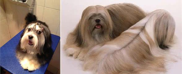 拉萨犬，你那无所适从的头型总能笑得我内伤