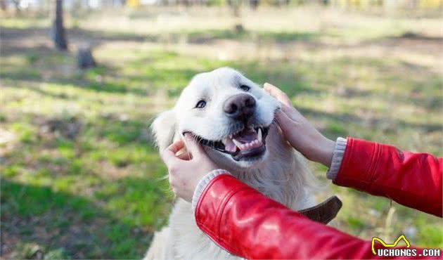 金毛犬的7大常见性格类型，你家金毛犬是“暖男”类型吗？